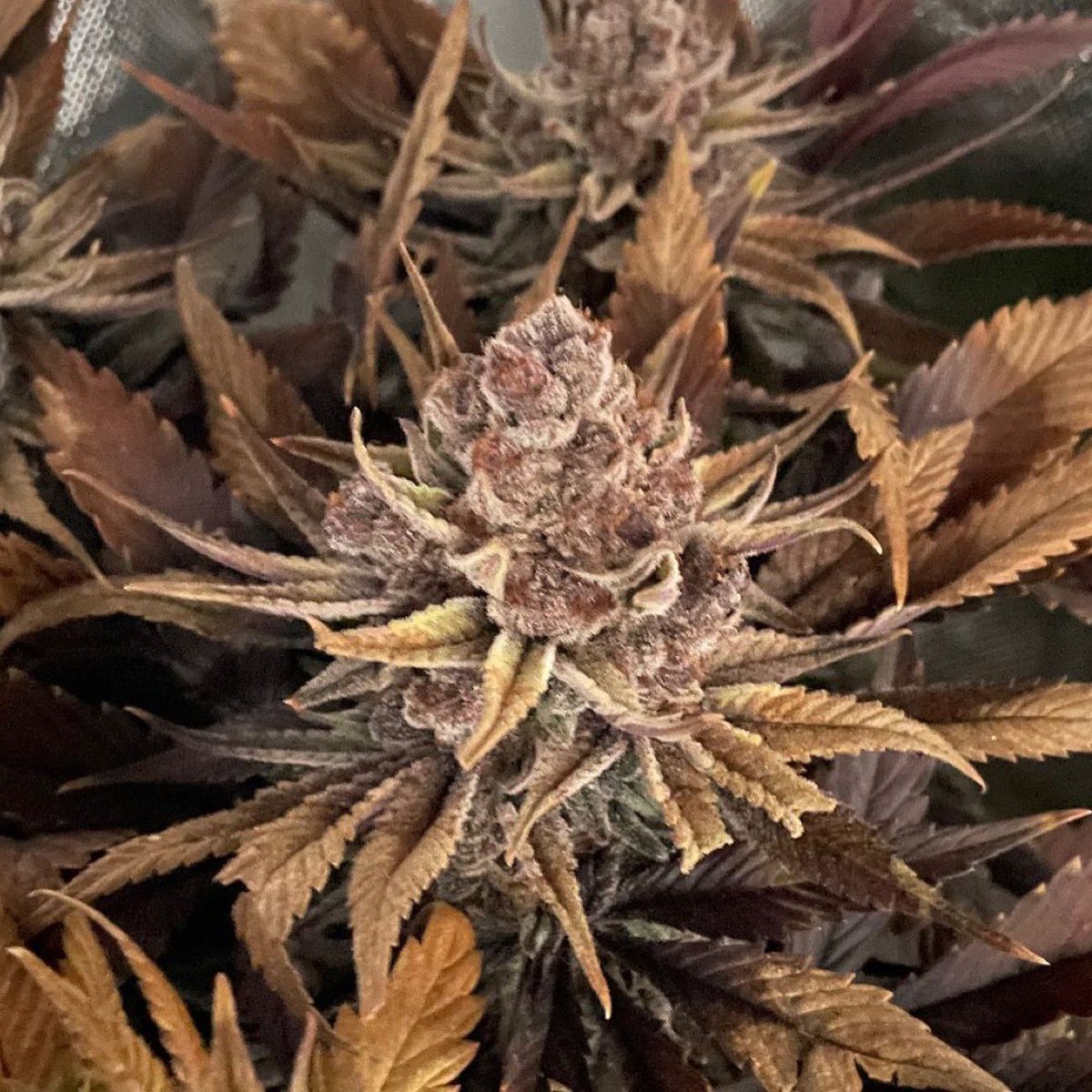RiotSeeds's tweet photo. A little #BlueberryIX to fill a very berry day! #riotseeds - grow by Aaagrows https://t.co/Ei2Hwn8uvv