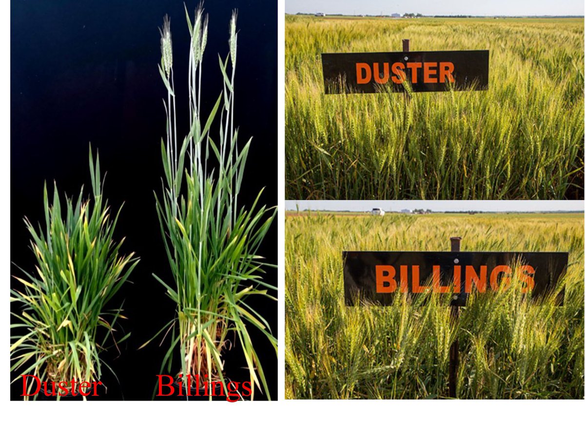 Liuling Yan tweet media