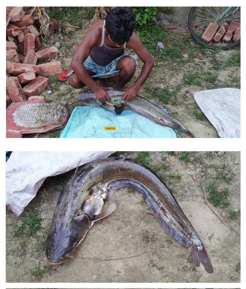 vikasjha1712's tweet photo. #Wallago_attu is a freshwater catfish of the family Siluridae, native to South and Southeast Asia. It is commonly known as #helicopter_catfish or #wallago_catfish.
https://t.co/oLuB6CkqWW
#BuariFish
#BiharFish
#Mithilamaach https://t.co/hYlF7wrlv1