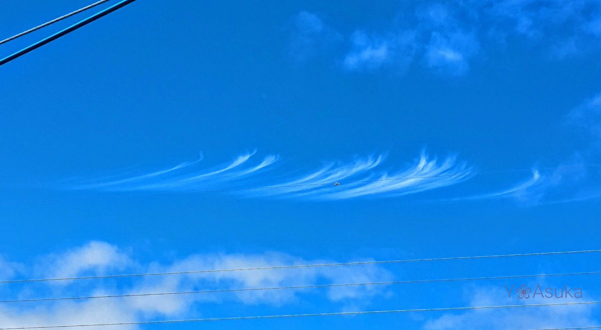 yumeasutw's tweet photo. 素敵な #はね雲 見つけた🤍
༄༅༄༅༄༅༄༅༄༅༄༅༄༅༄༅
まるで青空に白絵の具を🖌️細筆で
スッスッスッと描いたよう🤍
#空の名前
#雲の教室
#天気の図鑑 #雲友
#すじ雲 #巻雲
#積雲 #高積雲
#青空
#イマソラ #いまそら
#a2022 #a0708 #a202207 #a2022072 https://t.co/paEZ4Umg4L
