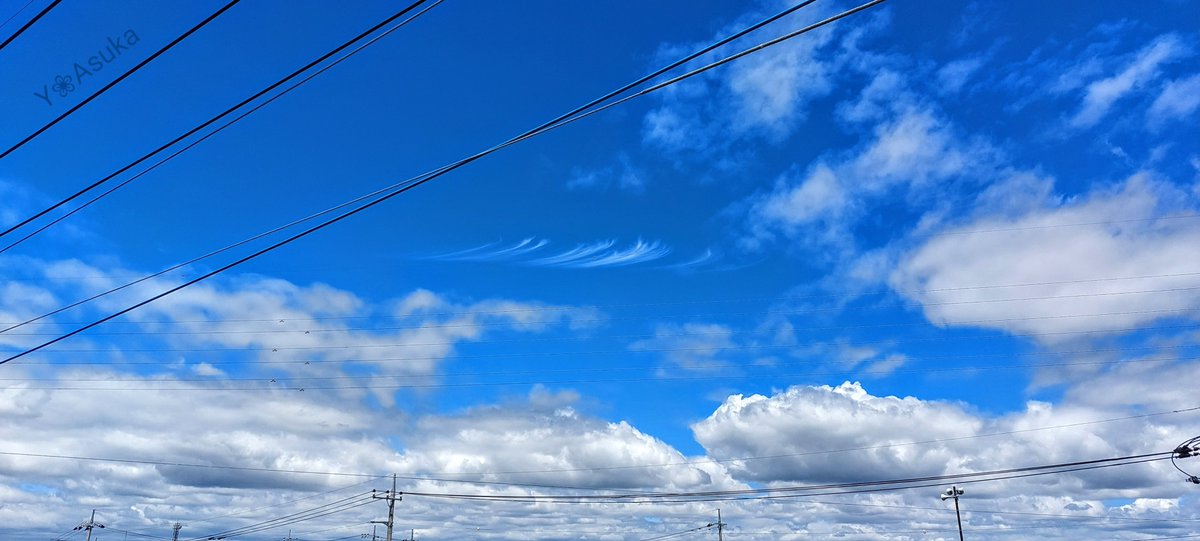 yumeasutw's tweet photo. 素敵な #はね雲 見つけた🤍
༄༅༄༅༄༅༄༅༄༅༄༅༄༅༄༅
まるで青空に白絵の具を🖌️細筆で
スッスッスッと描いたよう🤍
#空の名前
#雲の教室
#天気の図鑑 #雲友
#すじ雲 #巻雲
#積雲 #高積雲
#青空
#イマソラ #いまそら
#a2022 #a0708 #a202207 #a2022072 https://t.co/paEZ4Umg4L
