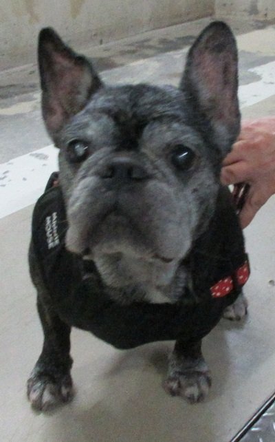 動物迷子連絡協議会 迷子連 6 29迷子のワンちゃんが香川県坂出市番の州緑町で保護です小型犬なので飼い主は地図内にいます T Co Kbjqluzywb Twitter