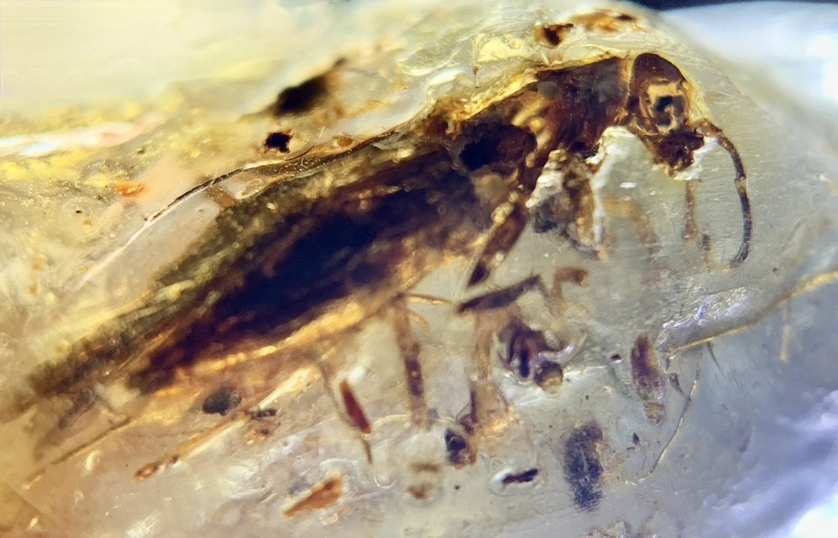 dr_dappleton's tweet photo. Here is a #fossilinsect trapped in #fossilamber for #FossilFriday I think it’s a #fossilcockroach #fossils #fossil #paleontology #entomology #insects #InsectThursday #insectinamber #macrophotography #photography #NaturePhotography #nature #insect #insects https://t.co/xyfwv7z99b