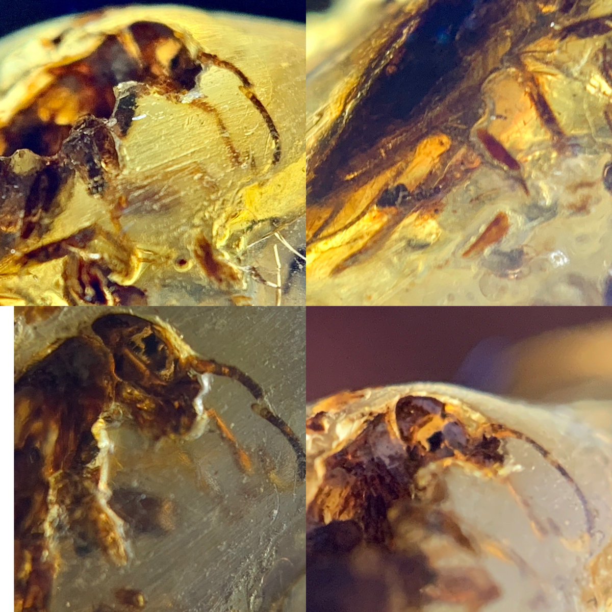 dr_dappleton's tweet photo. Here is a #fossilinsect trapped in #fossilamber for #FossilFriday I think it’s a #fossilcockroach #fossils #fossil #paleontology #entomology #insects #InsectThursday #insectinamber #macrophotography #photography #NaturePhotography #nature #insect #insects https://t.co/xyfwv7z99b