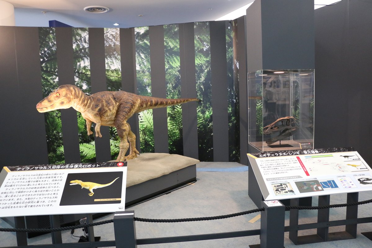 久々に、#fossilfriday 金曜日だから化石貼る。
福井県立恐竜博物館”海竜”展より、Eotyrannus lengi の頭骨復元標本