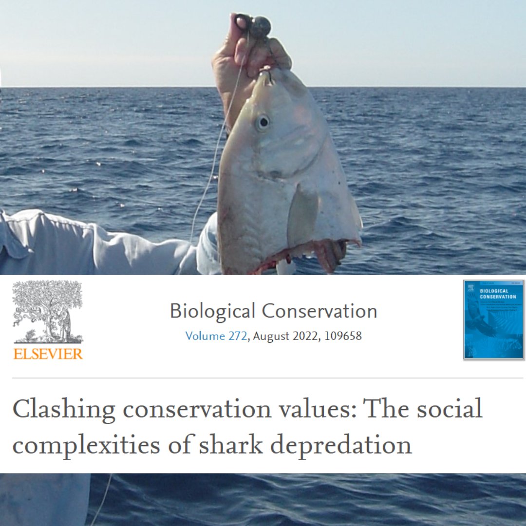 Ffisheries_lab's tweet photo. Check out this recent publication by lab member @ofwildseas on the social complexities of #shark #depredation. Her research explores shark-fisher conflict through fisher perceptions and experiences with sharks taking their catch on the #GreatBarrierReef.

https://t.co/L3QdzHD8nL https://t.co/DEwzUX47XR