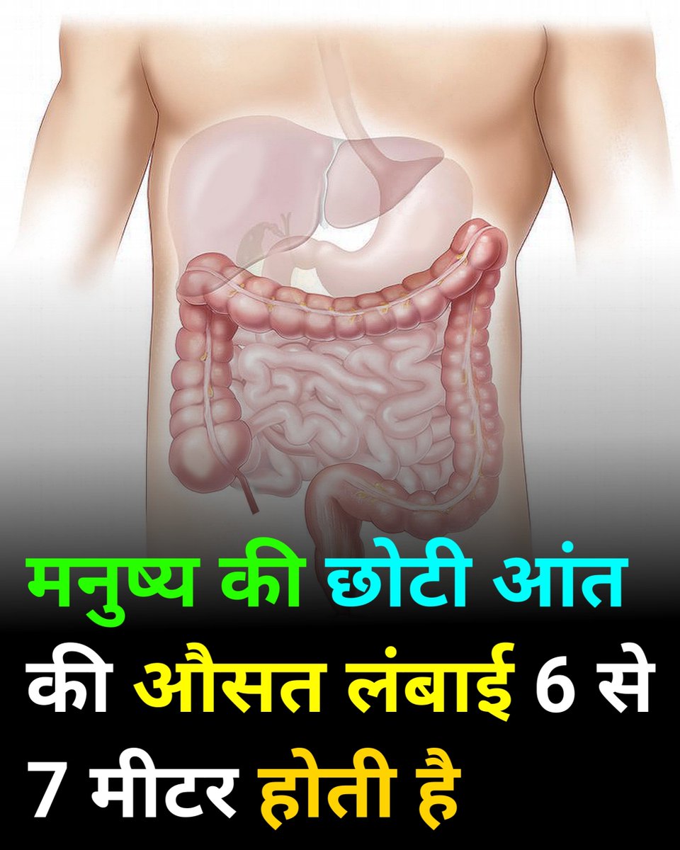 gadriacademy's tweet image. एक वयस्क व्यक्ति में भूरे- बैंगनी रंग की छोटी आंत का व्यास लगभग 35 मिलीमीटर (1.5 इंच) और औसत लंबाई 6 से 7 मीटर होती है। 

#smallintestines #gadriacademy #biologystudents #human #digestivesystem #smallintestinebacterialovergrowth #smallintestine