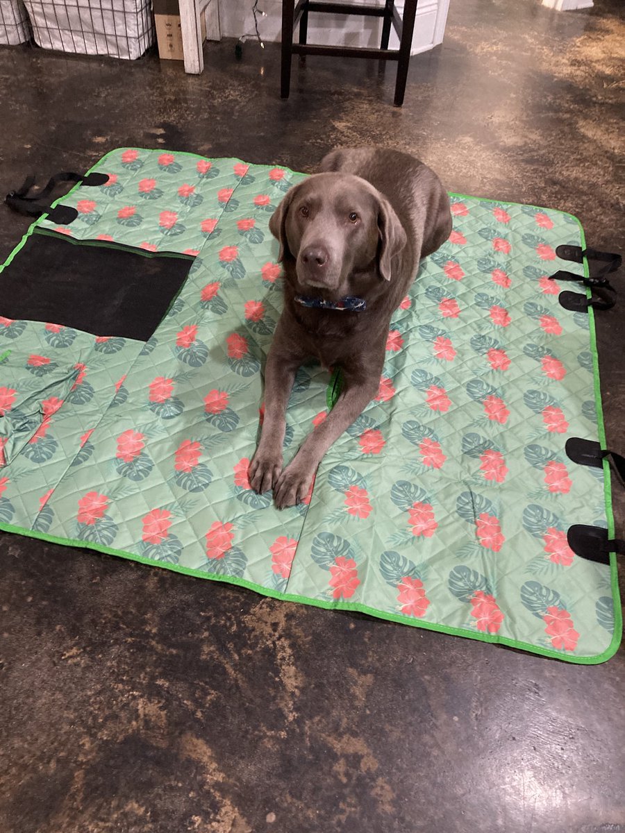 LabTitus's tweet photo. Mommy got me newz car seat cover. Iz can ride in style wit her! Iffs much nicer/prettier den my old one! I should tank Grammy Maemae cuz she gave mommy $ to tweat me to sumting nice!! #silverdogsoftwitter #SilverLabsofTwitter #dogsoftwitter #DogsofTwittter https://t.co/NuEkoTpsEd