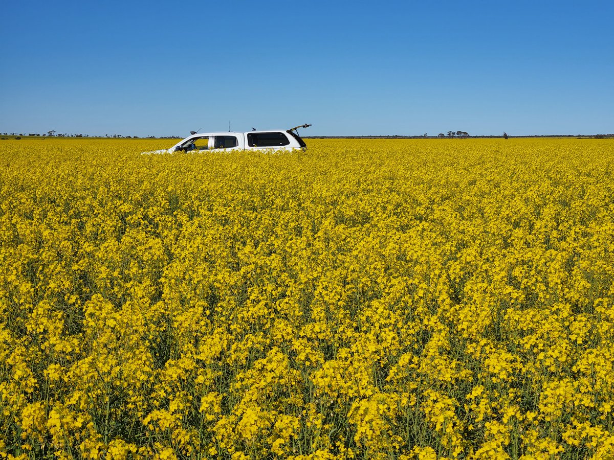 Ty Henning tweet media