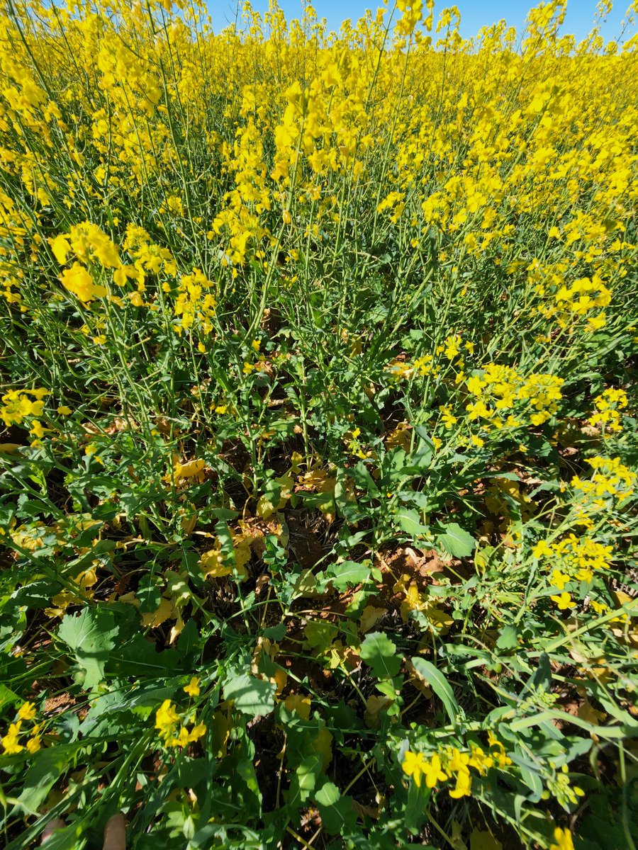 Ty Henning tweet media