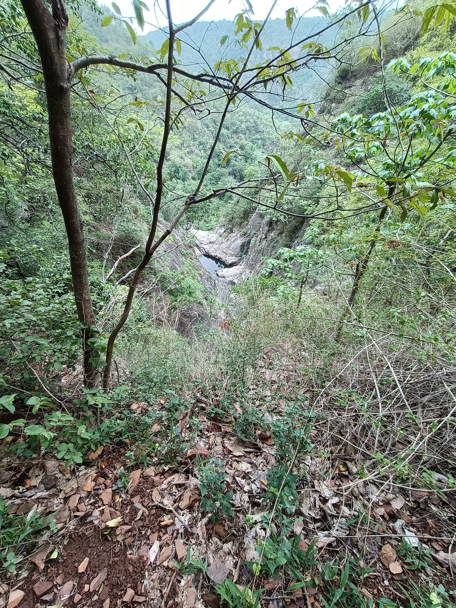 AmrabadTr's tweet photo. Yesterday we had a wonderful trekking deep inside ATR to Mallaiah Loddhi water pool, 8.5km hilly terrain. Fortunate to see some pristine patches &amp; important WL shelters. @HarithaHaram @FawpsIndia @rohithgopidi @pargaien @ntca_india @rameshpandeyifs @naveenreddy_ifs https://t.co/WwTsNUr6VE