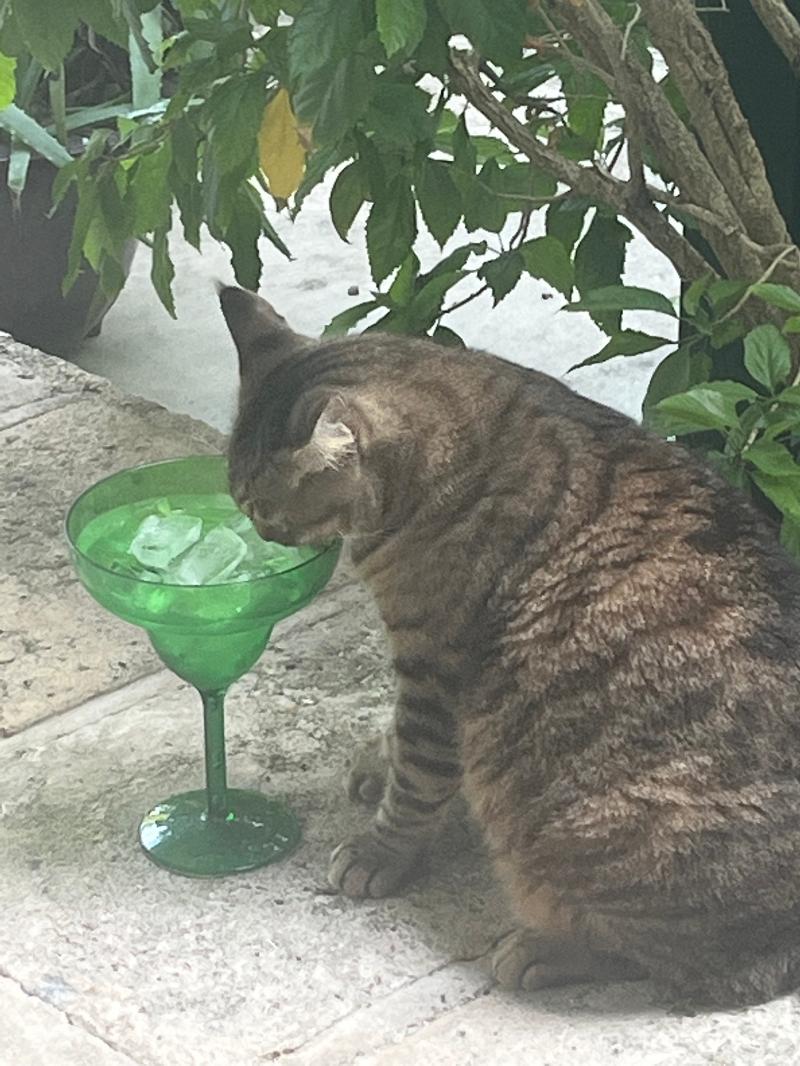 blittle422's tweet photo. I’m a finalist in Key West Collection by Riley’s Story Contest. Help me rally votes: https://t.co/z3br7UN39h https://t.co/P0G6yDiS9x