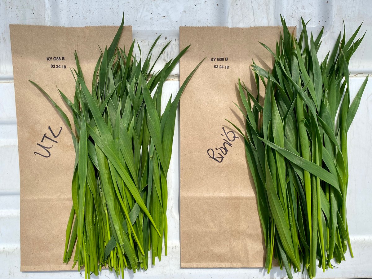 Surprise- I wasn’t actually looking to compare flag leaves when I went to grab samples for a tissue test, but this jumped out!