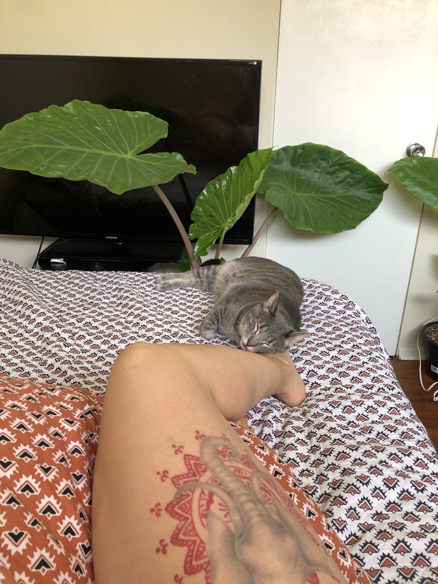 iamstevierae's tweet photo. He’s a cuddly guy🥺 https://t.co/DO5FtBmZtm