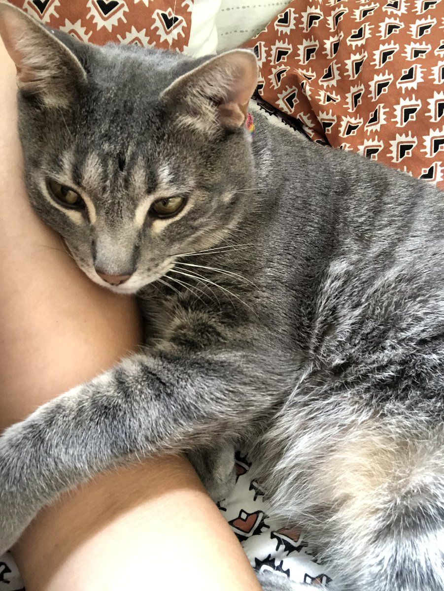 iamstevierae's tweet photo. He’s a cuddly guy🥺 https://t.co/DO5FtBmZtm