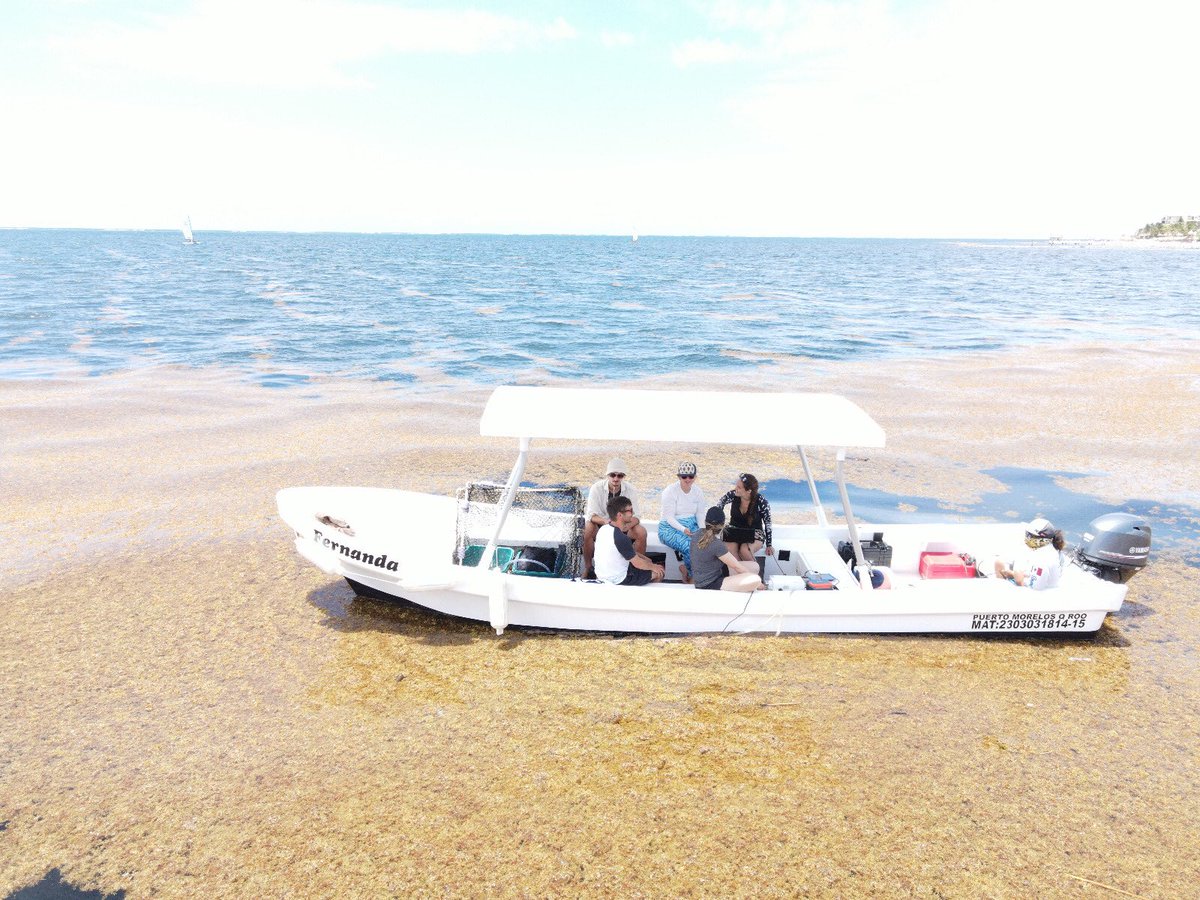 Mar_Walimai's tweet photo. Our #seas4soCiety #Sargassum field work in Mexico has just started! Thanks to our fantastic hosts Dr Brigitta van Tussenbroek and Eden Maga from Unidad Academica de Sistemas Arrecifales de la UNAM en Puerto Morelos. @MiriMarine https://t.co/q9zT3OsGaK