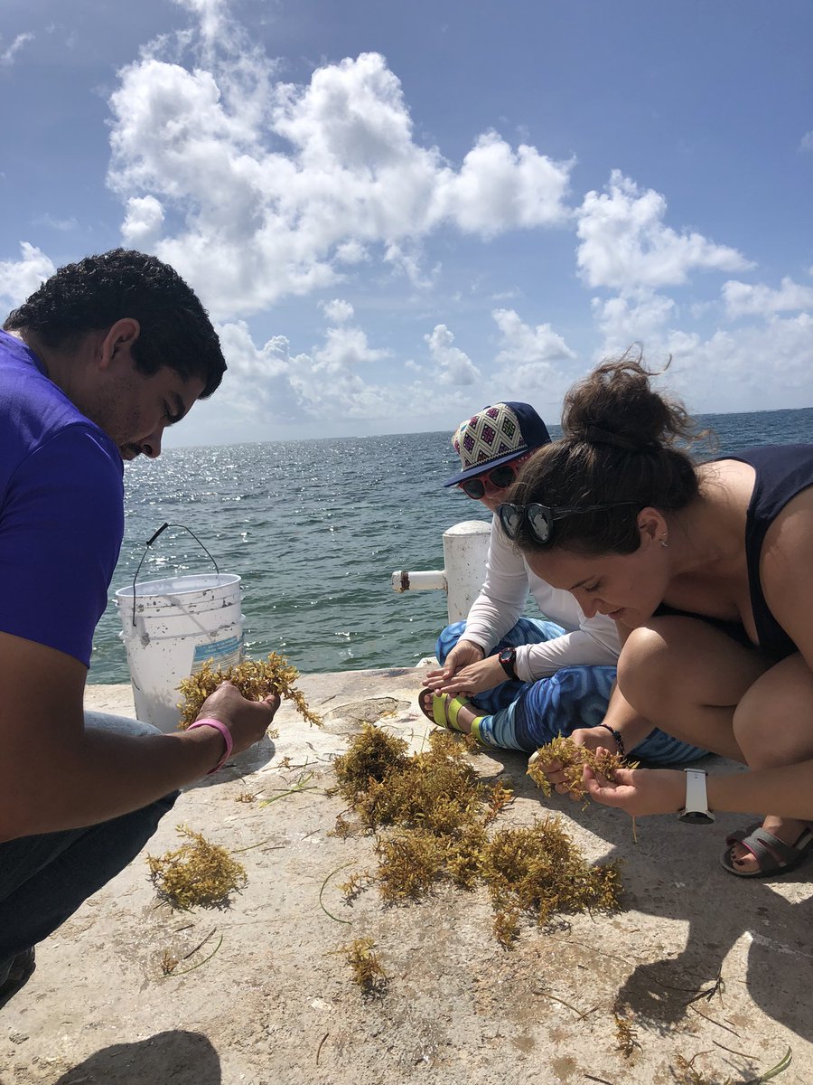 Mar_Walimai's tweet photo. Our #seas4soCiety #Sargassum field work in Mexico has just started! Thanks to our fantastic hosts Dr Brigitta van Tussenbroek and Eden Maga from Unidad Academica de Sistemas Arrecifales de la UNAM en Puerto Morelos. @MiriMarine https://t.co/q9zT3OsGaK