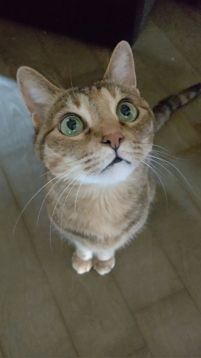 Tlに猫を流す おもちゃの平野 Twitter 22 07 08 札幌市のギフト 贈り物 チケット 玩具 おもちゃの平野 札幌のお店 イベント 動画やレシピ情報 ふりっぱーweb