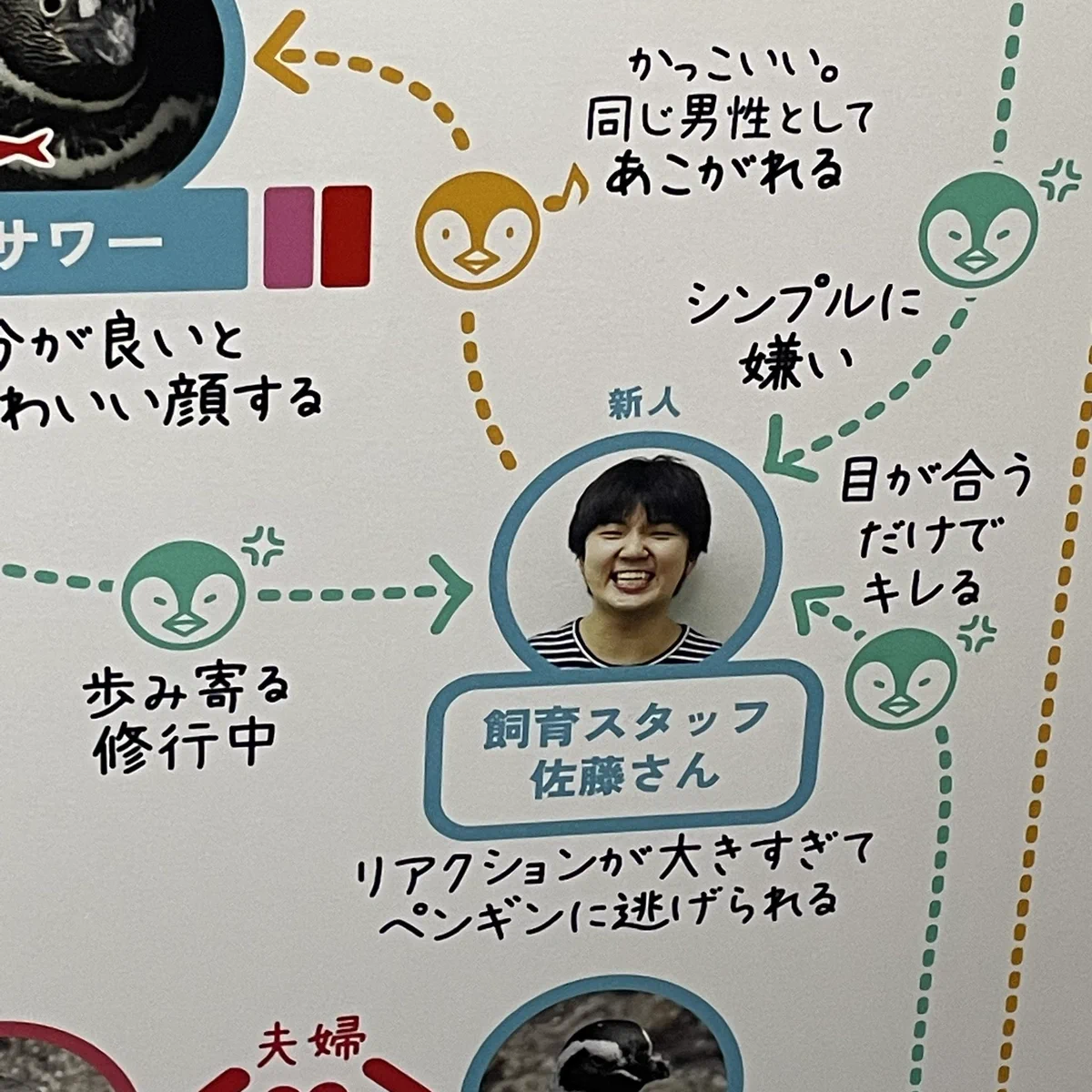 すみだ水族館のペンギン関係図…一番かわいそうだった人がこちら！