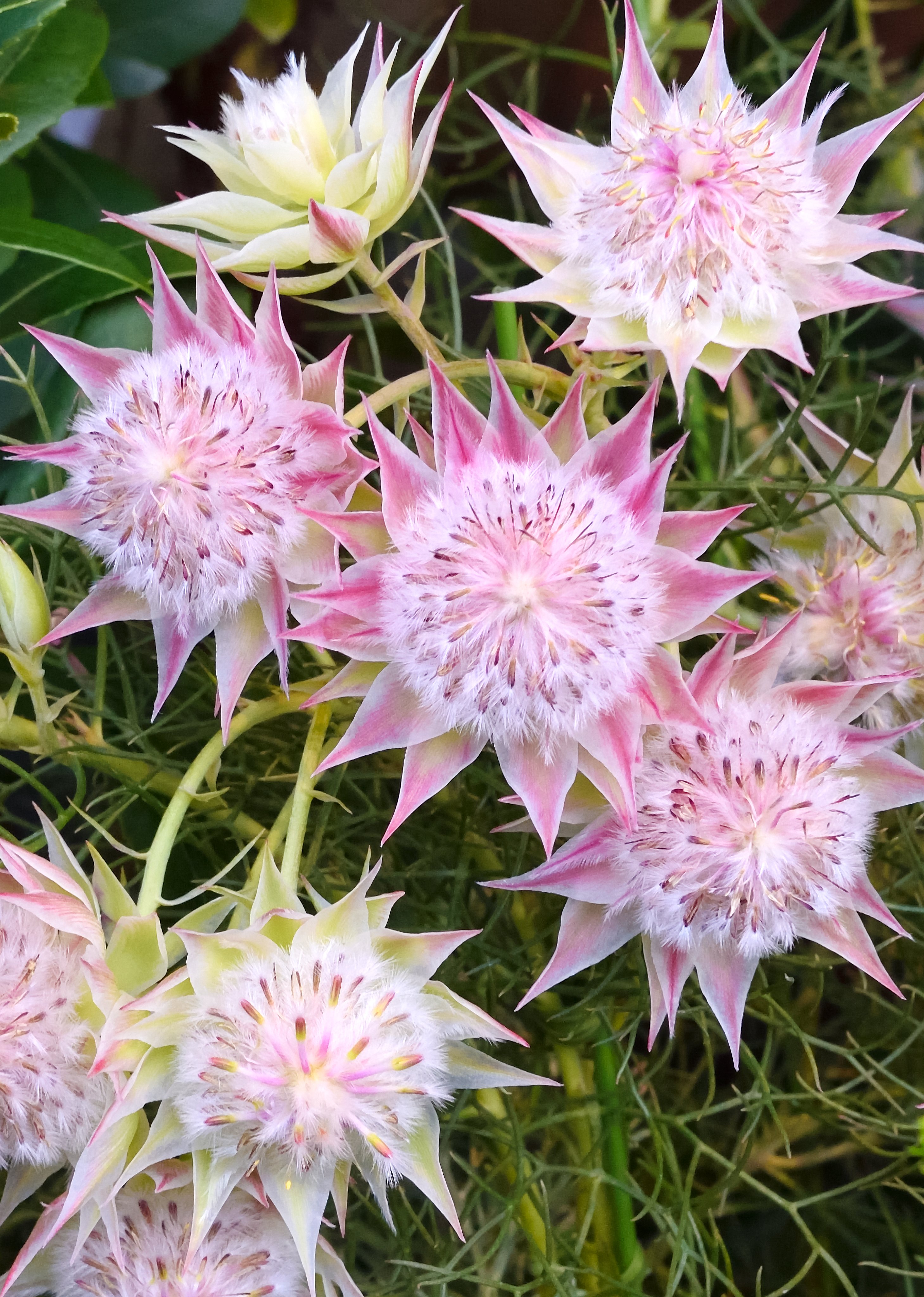 تويتر あやか على تويتر おはやか 7 9 7月9日の誕生花はセルリア 尖った花弁の様なのは苞 ほう で中心部分が花 苞が淡く薄紅色に染まるから 英語名は Blushing Bride 頬を染めた花嫁 花言葉 可憐な心 ほのかな思慕 優れた知識 ブライダルブーケ