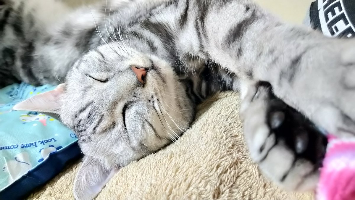 安倍さんのニュースしんどいからうちのもふもふちゃん見てほしい😺