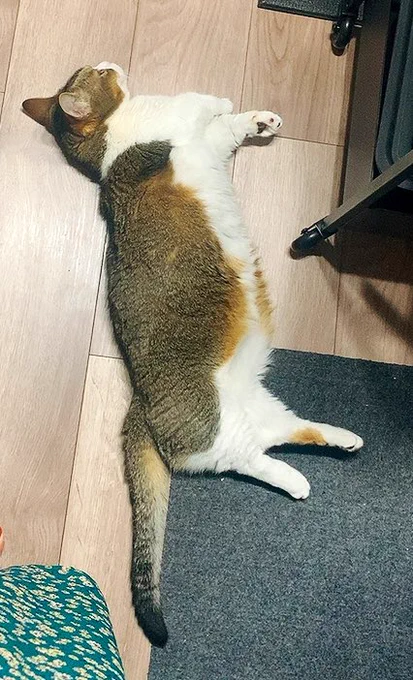 落ちてるねこだ 