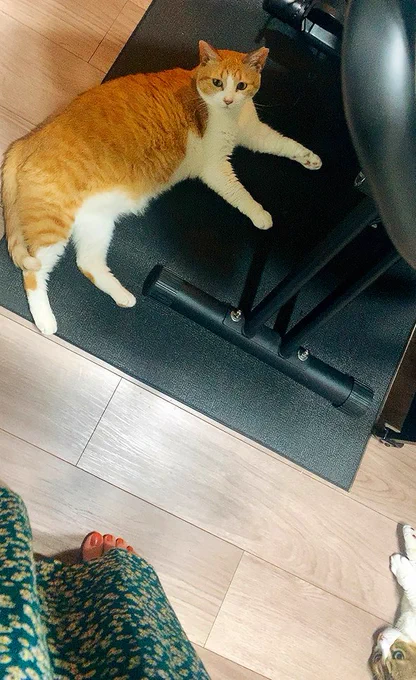落ちてるねこだ 