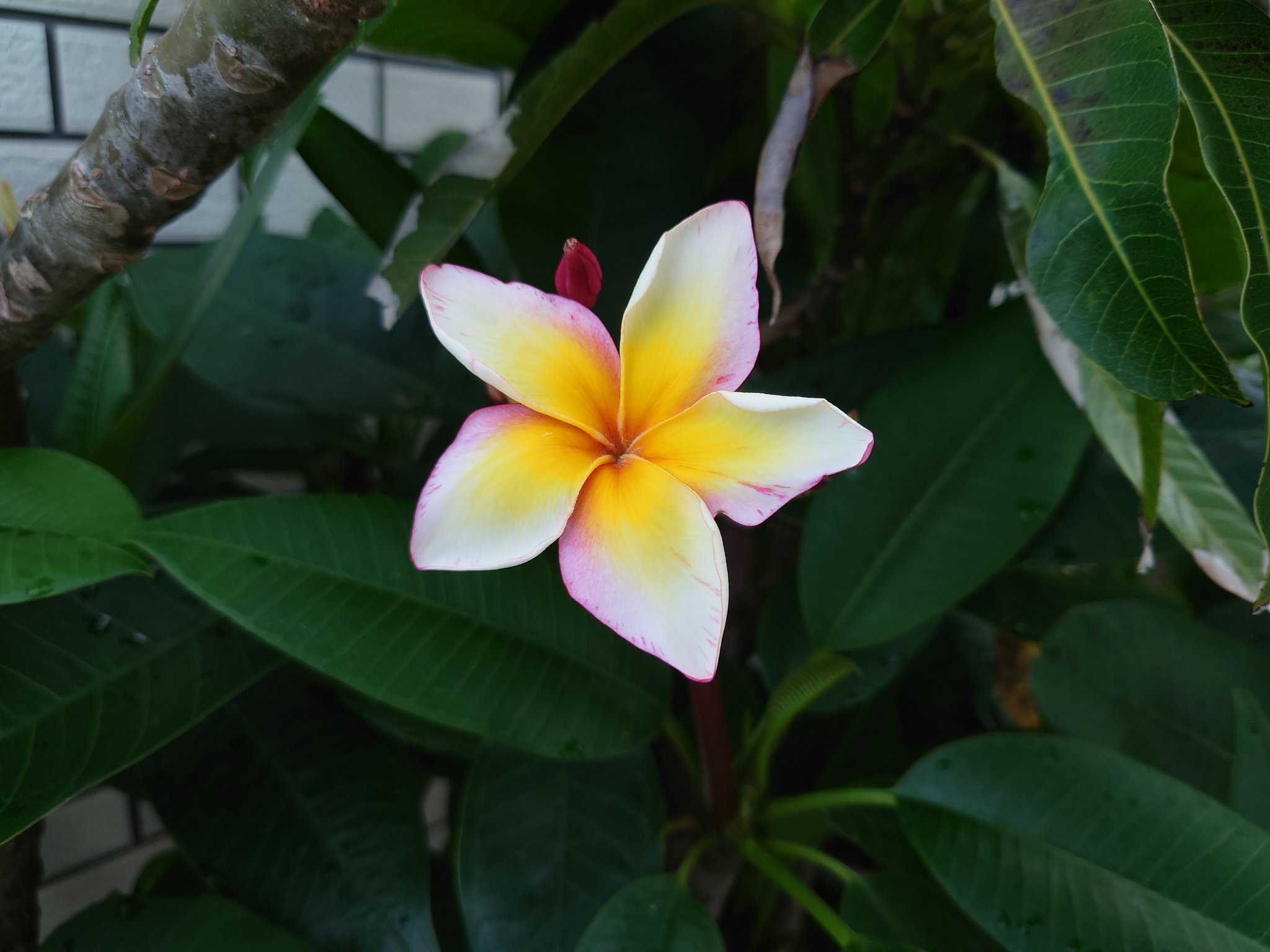 けん１ 今朝のプルメリア 画像はカリフォルニアサンセットとザナドゥ 花の色合いは似ているが別の種類 香りはカリフォルニアの方が強め のように感じる 今年は花がいっぱい見られそうで楽しみだが 大きくなり冬越しに部屋の場所を取るのが最近の悩み