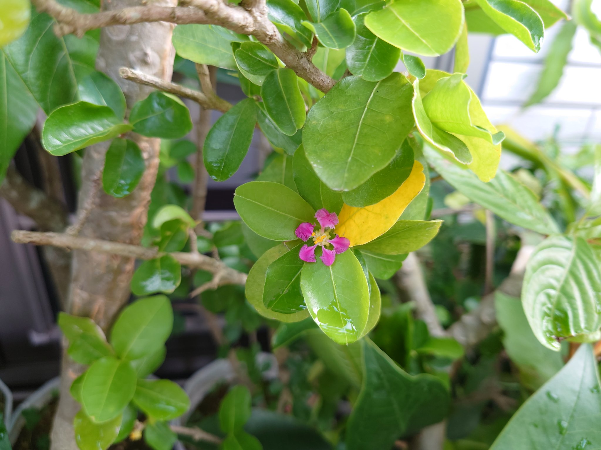 けん１ 今朝のプルメリア 画像はカリフォルニアサンセットとザナドゥ 花 の色合いは似ているが別の種類 香りはカリフォルニアの方が強め のように感じる 今年は花がいっぱい見られそうで楽しみだが 大きくなり冬越しに部屋の場所を取るのが最近の悩み