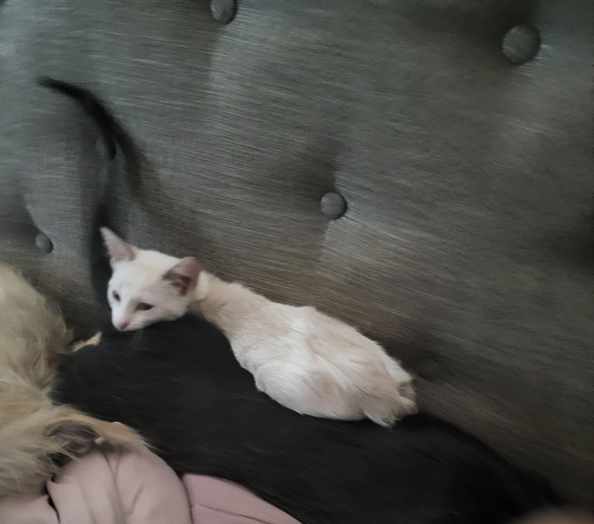 My brother won't move cuz he has a kitten on his butt!  #kittens #KittensOfTwitter  #dodger #hennessy #dogsoftwitter