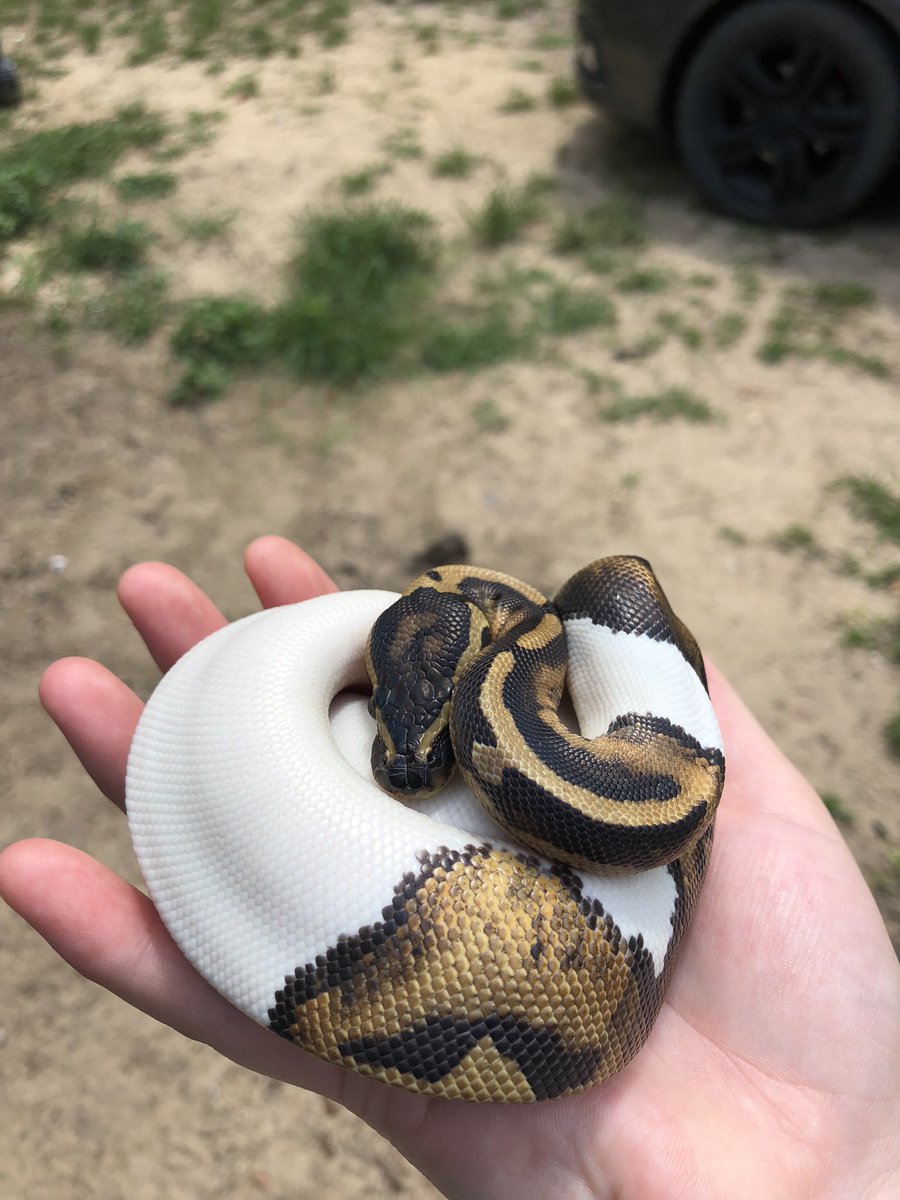 TheRealTsip's tweet photo. Lagertha &amp; My son 🤎🤍 #piebaldpython https://t.co/kUYZLgnWmR