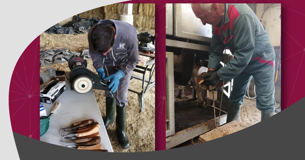 seenovia's tweet photo. Le GROUPE LAIT s'est retrouvé pour se perfectionner en #parage. Les #éleveurs ont revu leurs bases, organisé leur poste de travail, passé en revue matériel et sécurité avant de pratiquer. Chacun est reparti avec sa rénette!
+ d'infos sur nos groupes 👉 https://t.co/qf3efa85QU https://t.co/Ae1L8nKfGg
