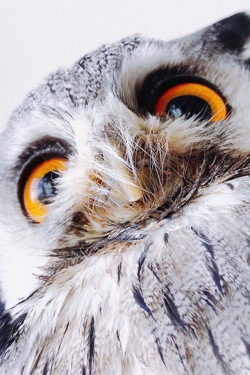 Owl の読み方 発音 アウル オウル 英語の正しい読み方 くるるの野望