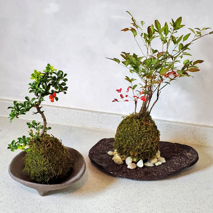 みどり屋 和草 にこぐさ