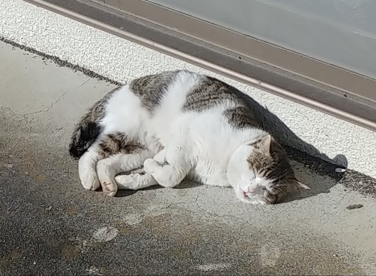 仕事まで残り約2時間半
それまでに心を落ち着けたいので
猫の寝顔写真を見ていく 