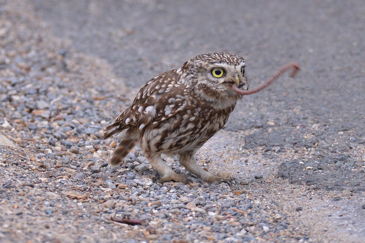 Early bird with the worm this Little Owl enjoying roadside breakfast @UKLittleOwls @Natures_Voice @BBCSpringwatch