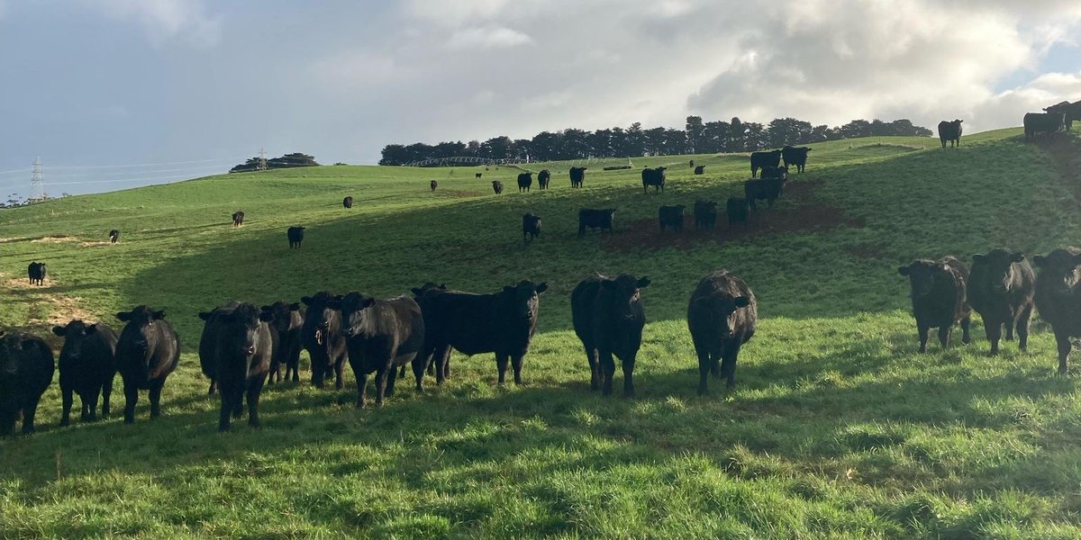 Pinion Advisory tweet media