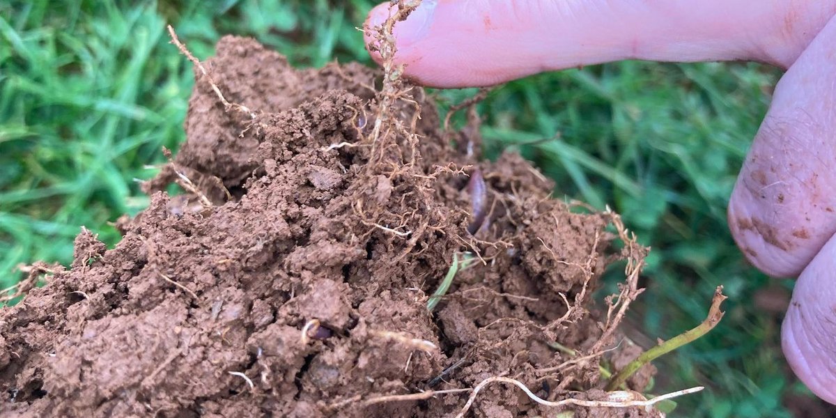 Pinion Advisory tweet media