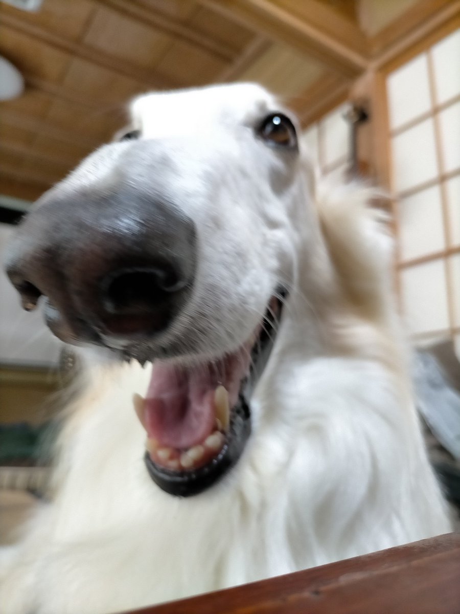 AlexanderBarksU's tweet photo. I like Master's human friends but Master is best human I ever met.

Every time I see him I am very very happy

Except if I made bad boy things then I don't want Master to see me and I hide under his bed https://t.co/hOSu8Kya1M