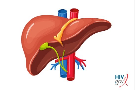 HEPATITIS B(HOMA YA INI) UGONJWA HATARI KULIKO UKIMWI

UZI 🧵
Naomba retweet yako