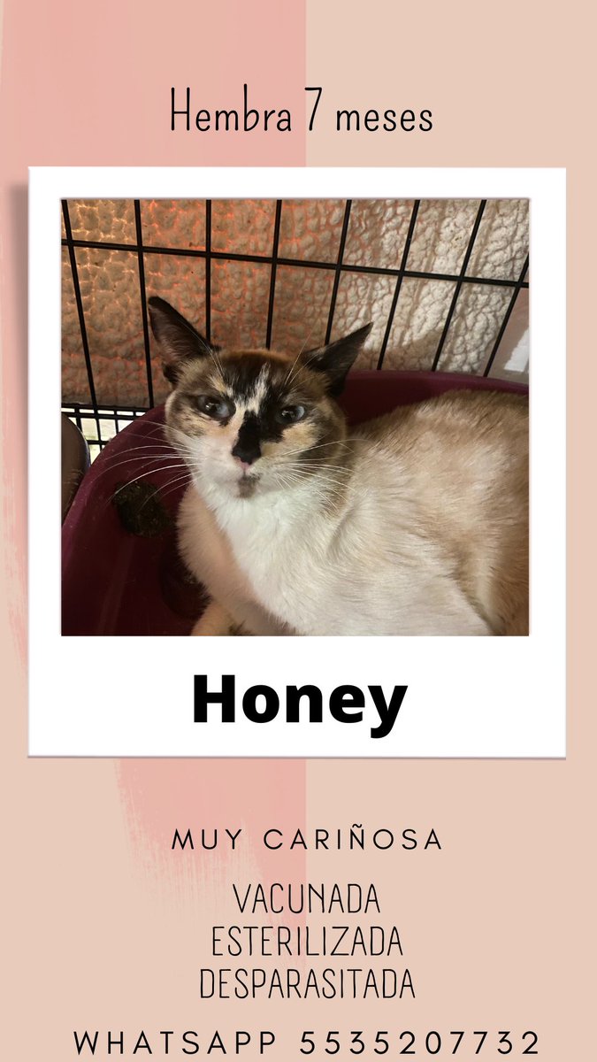 rossanagarfias's tweet photo. Tengo 25 gaTos esperando ser adoptados, y estoy a full de capacidad (hoy llegaron 8 más) porfa ayúdenme a compartir 🙏🏽 #adopta 3/4 https://t.co/GPop2BpmZb