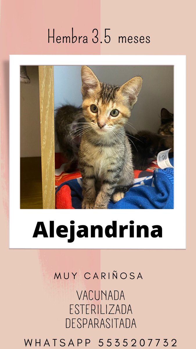 rossanagarfias's tweet photo. Tengo 25 gaTos esperando ser adoptados, y estoy a full de capacidad (hoy llegaron 8 más) porfa ayúdenme a compartir 🙏🏽 #adopta 3/4 https://t.co/GPop2BpmZb