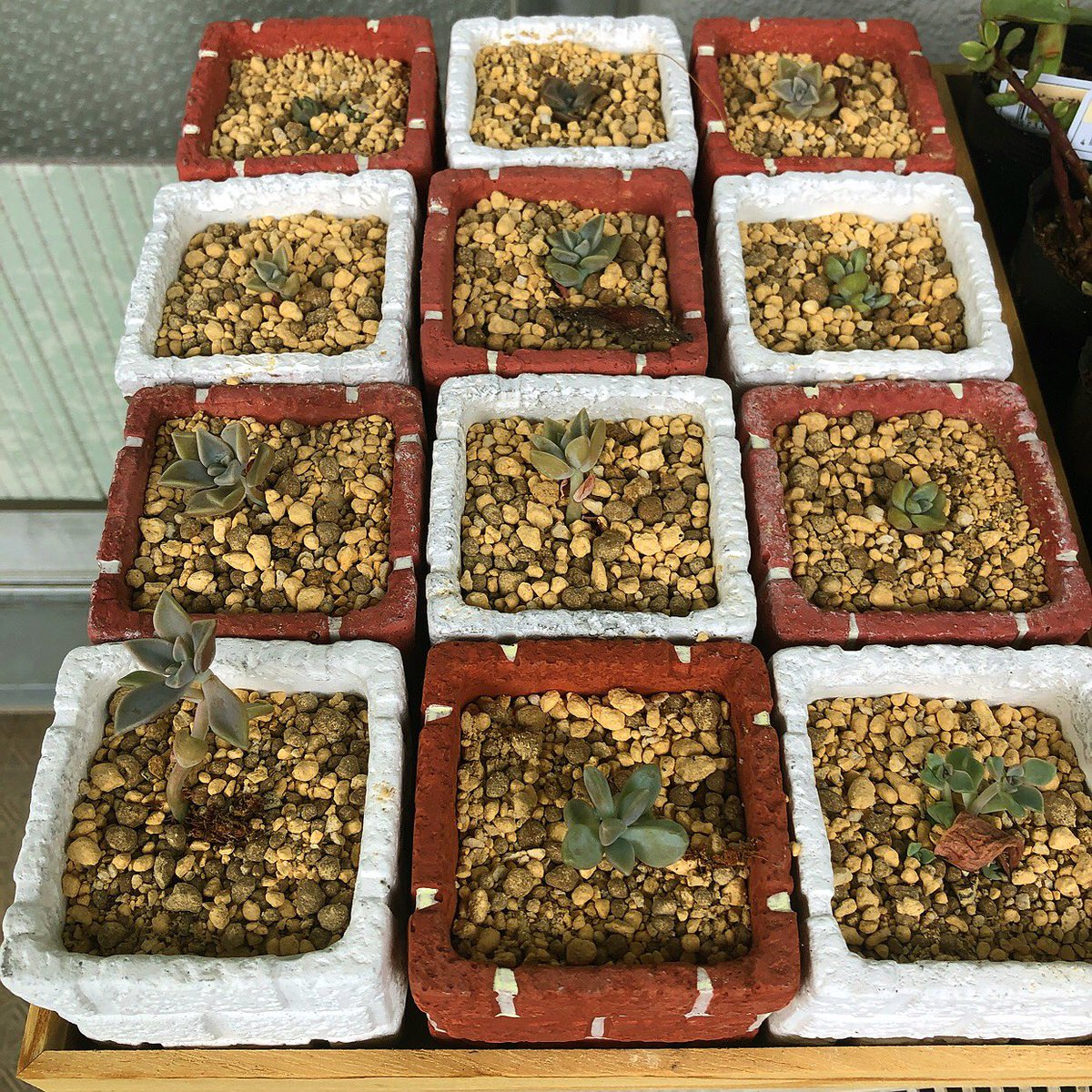 Ta_bo2019's tweet photo. 今日はお昼からベランダの掃除をしてます🧹

葉挿しっ子たちを見ながら少し休憩😊

早く大きくなってね😊

#多肉植物 #多肉初心者 https://t.co/Z0wNmi1yWk