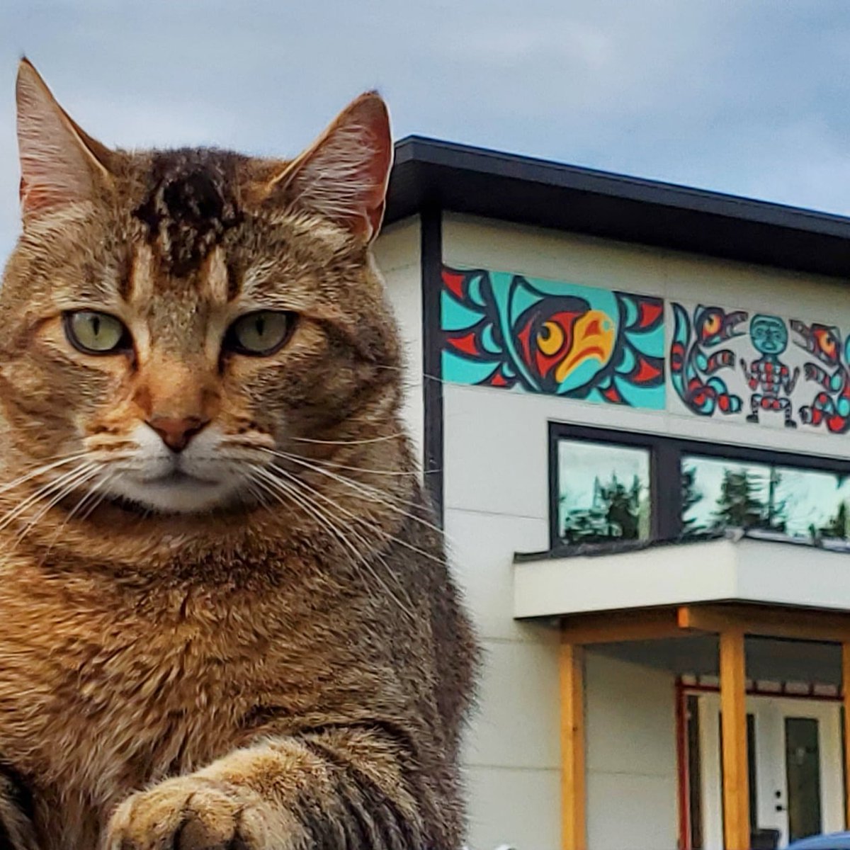 aylelum's tweet photo. Even the cat's excited to get the the new building...😺

New Ay Lelum "Good House" HQ Facility coming soon...

#Snuneymuxw #SnuneymuxwBusiness #IndigenousBC #IndigenousBusiness #NEDC #coastslishart #CoastSalish #NanaimoRiver #guardcat #catonacar #GoodHouse  #GoodFamilyofArtists https://t.co/UWJBhqsCRG