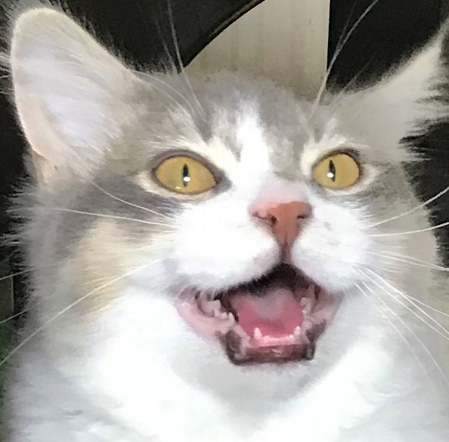 sejaseja0905's tweet photo. #これ見た人は子猫の成長した画像貼れ https://t.co/E1JnRuQqKH