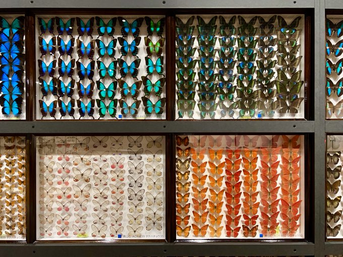 虫標本のtwitterイラスト検索結果 虫標本のtwitterイラスト検索結果