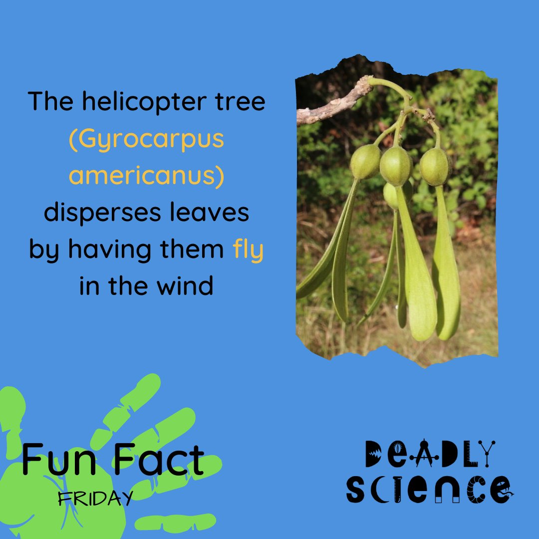 DeadlyScience's tweet image. Give this fun fact a share and learn more about what we are up to at Deadly Science: deadlyscience.org.au/donate

#STEMEducation  #STEMForKids #StemAustralia"