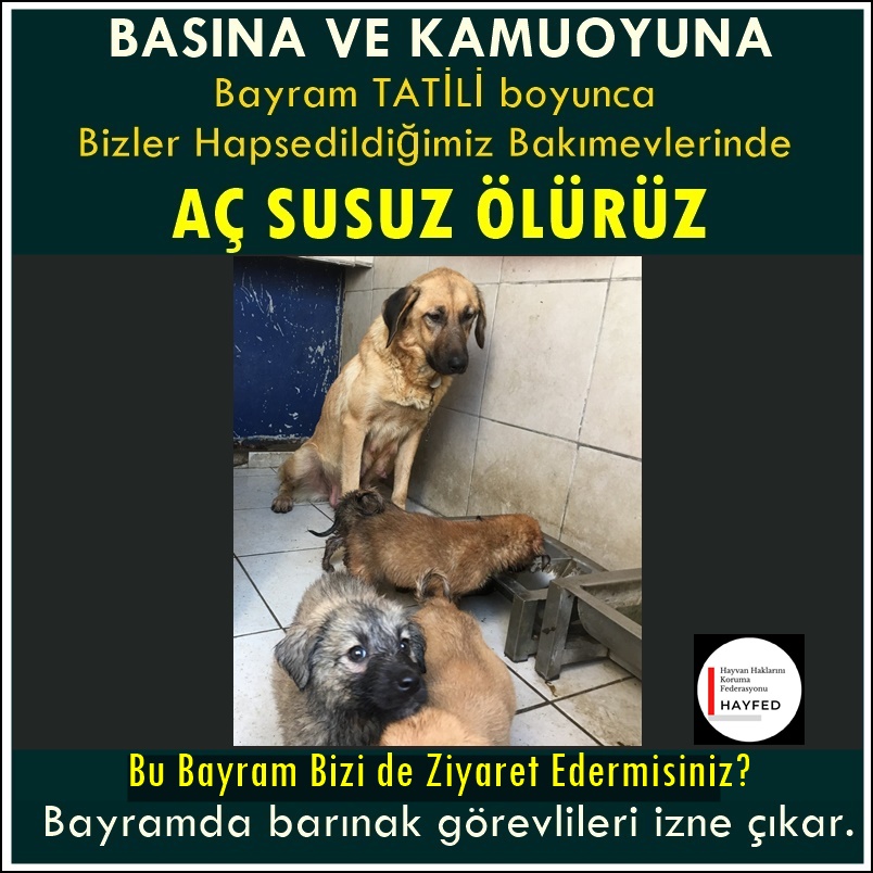 Nihal_K34's tweet photo. BASIN ve KAMUOYUNA..
Her bayram olduğu gibi bu bayram da belediye barınaklarında Veteriner ve Görevliler İZİNLİ olacak.
Göstermelik kalan 1 nöbetçi, hayvanlar ortalığı kirletmesin diye YEMEK ve SU bile vermeyecek.++ https://t.co/Mz4DR2UCqD