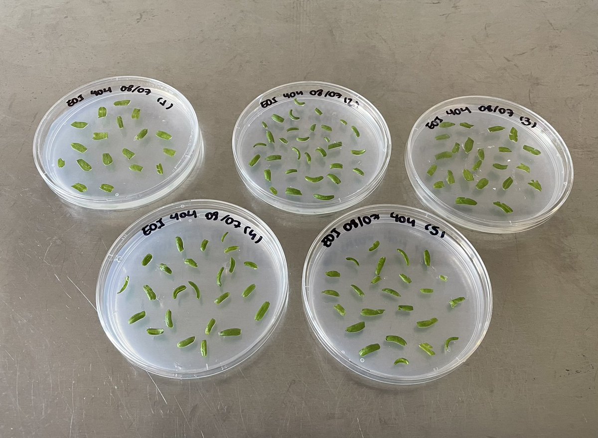 Tomato transformation at @NIABEMR