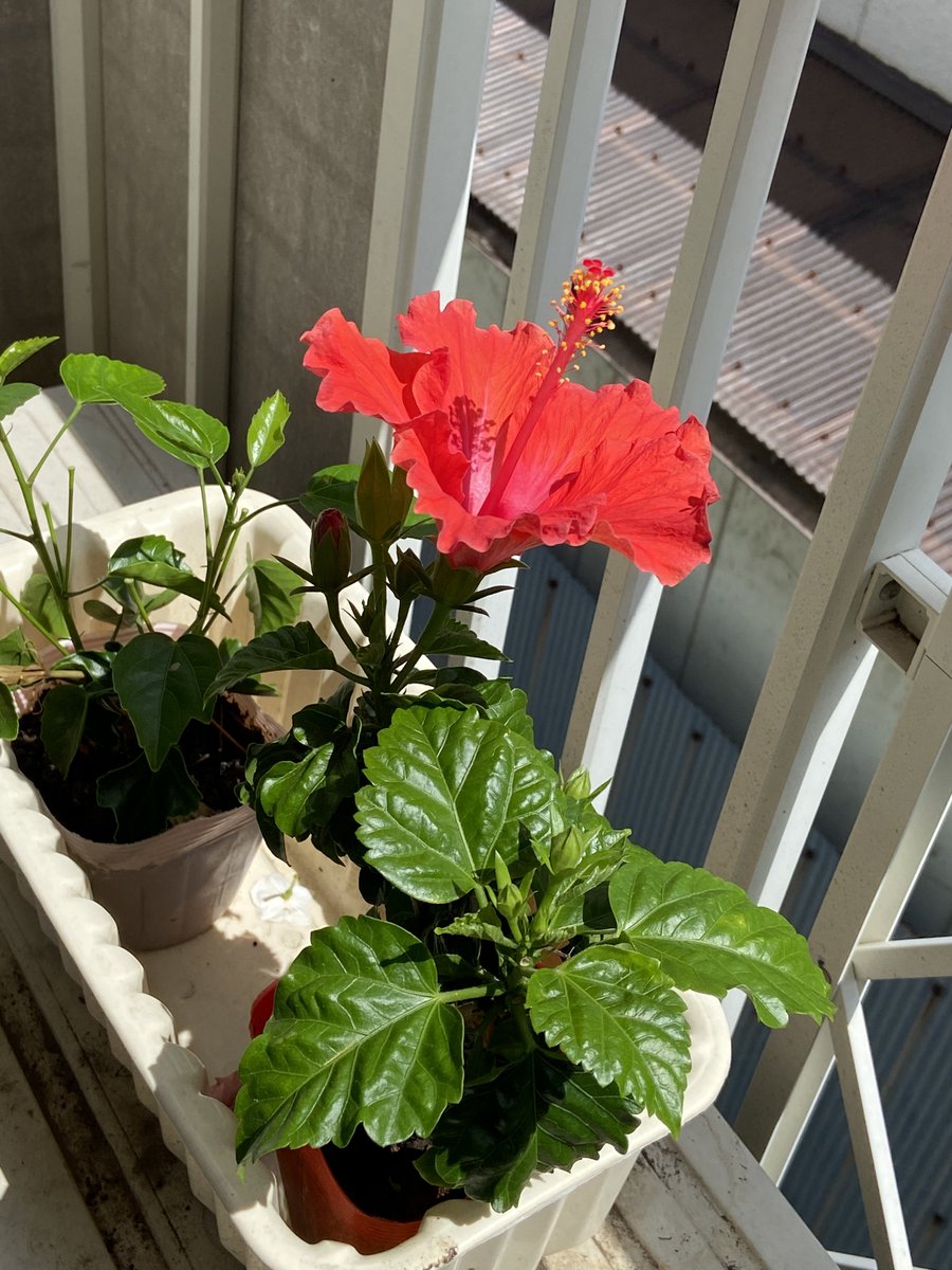 QTips6's tweet image. 